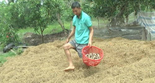 Dong Thap farmers make fortune growing straw mushrooms