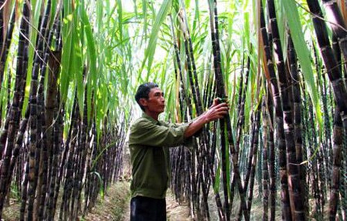 La canne à sucre au Vietnam