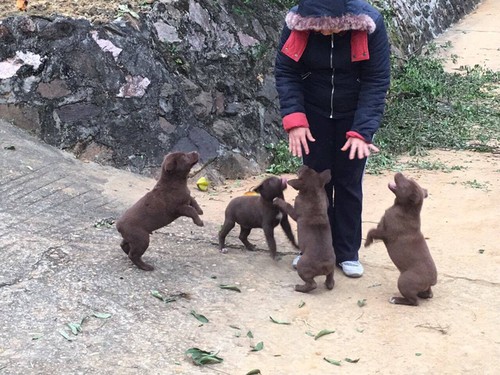 Mong Docked Tail Dog Believed To Bring Luck To Owners