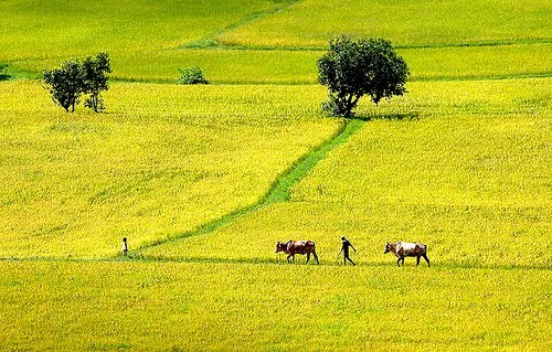 Hãy đắm mình vào cánh đồng vàng óng ánh của Việt Nam! Hình ảnh đẹp về những đồng lúa chín vàng sẽ làm bạn cảm nhận được sức sống của đồng quê.