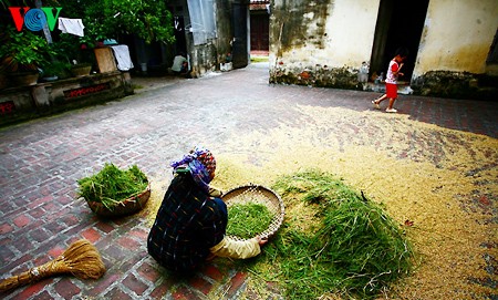 Buenas cosechas en la aldea de Duong Lam - ảnh 11
