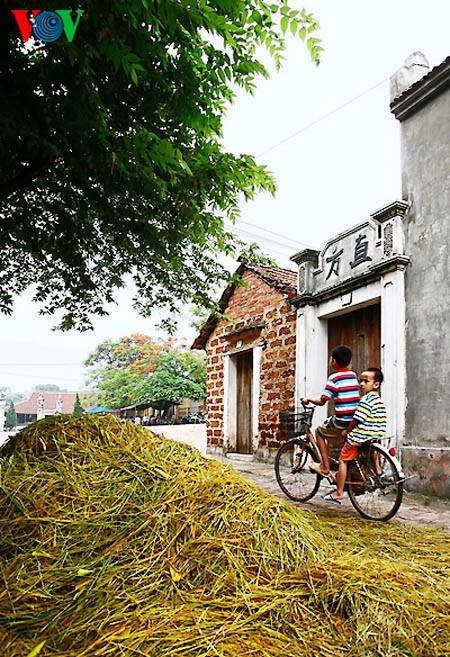 Buenas cosechas en la aldea de Duong Lam - ảnh 12