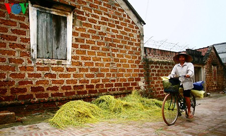 Buenas cosechas en la aldea de Duong Lam - ảnh 13