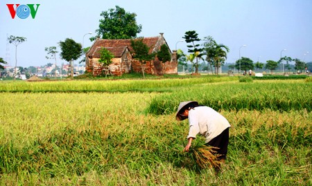 Buenas cosechas en la aldea de Duong Lam - ảnh 4