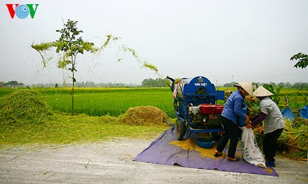Buenas cosechas en la aldea de Duong Lam - ảnh 6
