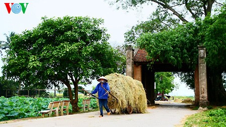 Buenas cosechas en la aldea de Duong Lam - ảnh 8