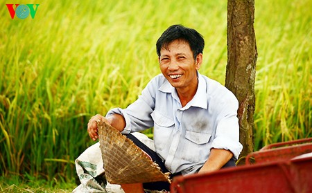 Buenas cosechas en la aldea de Duong Lam - ảnh 9