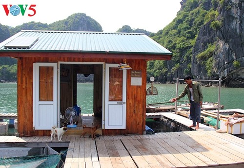 Nuevos medios de subsistencia para pescadores de la Bahía de Ha Long - ảnh 2