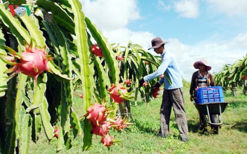 La provincia de Binh Thuan busca exportar pitaya de alta calidad al mercado mundial - ảnh 3