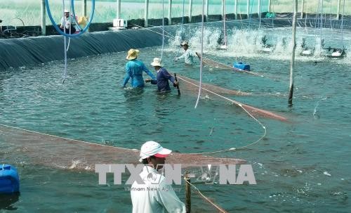 Vietnam insiste en renovar la pesca cumpliendo con las normas europeas - ảnh 1