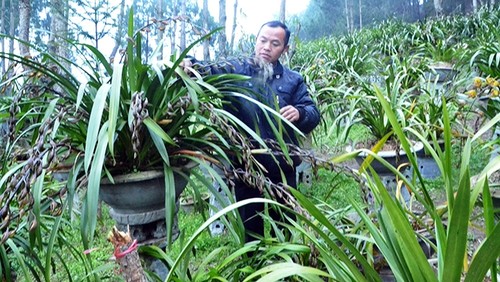 Compatriotas de Ta Phin salen de la pobreza gracias al cultivo de orquídea Cymbidium - ảnh 1