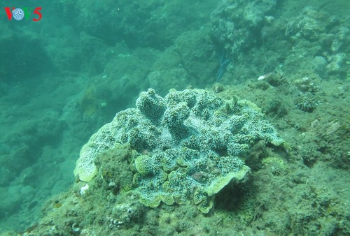 Semillero de brote verde en el fondo del mar - ảnh 3