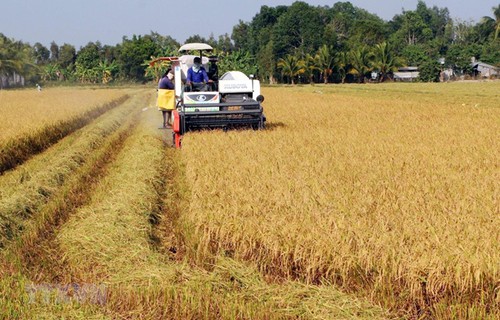 Vietnam impulsa la formación vocacional de la mano de obra agrícola - ảnh 1