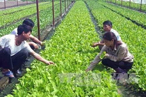 Vietnam por avanzar en la producción agrícola orgánica - ảnh 1