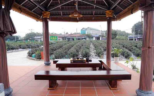 Thai Nguyen construye la marca de té Tan Cuong en asociación con el desarrollo turístico - ảnh 2