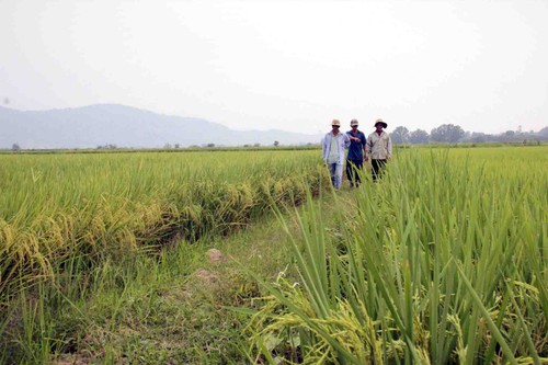 Provincia altiplánica de Dak Lak implementa el sistema de eslabón de cadenas para potenciar el valor de los productos agrícolas - ảnh 1