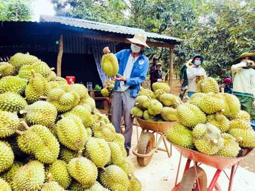La posible apertura del mercado chino trae oportunidades a cultivadores de durián en Dak Lak  - ảnh 1