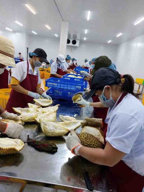La posible apertura del mercado chino trae oportunidades a cultivadores de durián en Dak Lak  - ảnh 2