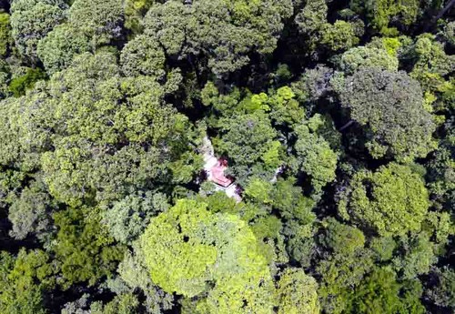 Bosque del señor Nam Cong, ejemplo de la protección forestal   - ảnh 1