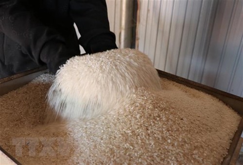 Quang Tri exporta primer lote de arroz orgánico a Europa - ảnh 1