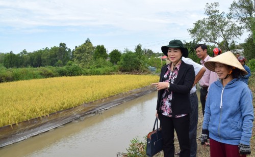 Bac Lieu busca desarrollar modelo de cultivo combinado arroz – camarón - ảnh 1