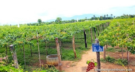 Ninh Thuan promueve el modelo “Gran Campo” en el cultivo de uvas  - ảnh 1