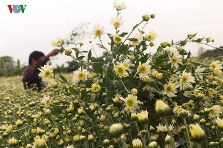 Hermosas margaritas de ojo de buey en el pueblo de flores de Nhat Tan - ảnh 8