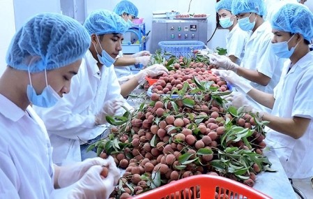 Acercar los productos agrícolas de Vietnam a mercados exigentes  - ảnh 1