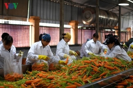 Promoción de conexión, clave para el crecimiento de las exportaciones de los productos agrícolas vietnamitas - ảnh 1