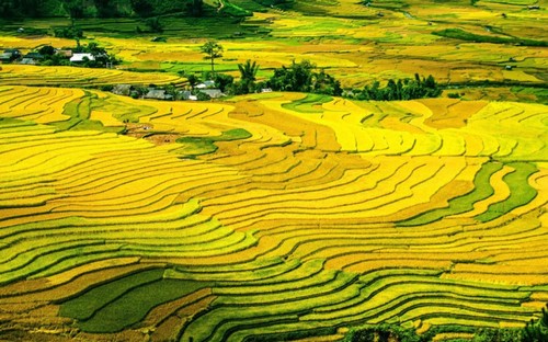 Mu Cang Chai, elegido uno de los paisajes más coloridos del mundo - ảnh 1