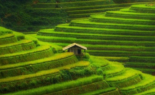 Mu Cang Chai, elegido uno de los paisajes más coloridos del mundo - ảnh 2