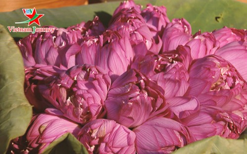 Flores de loto deslumbran a visitantes en verano - ảnh 1