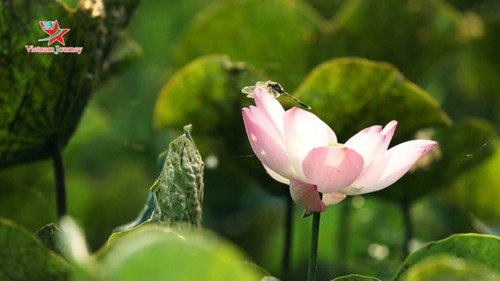 Flores de loto deslumbran a visitantes en verano - ảnh 2