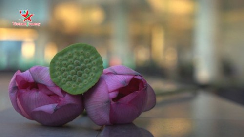 Flores de loto deslumbran a visitantes en verano - ảnh 5