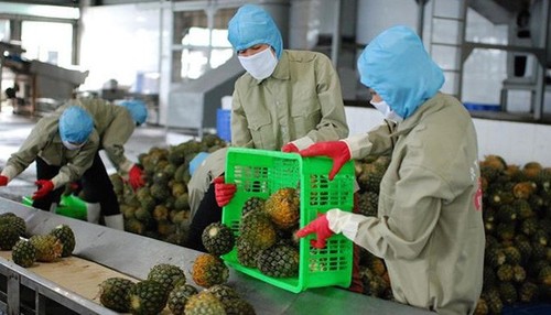 EVFTA - Oportunidad para mejorar la gestión empresarial y aumentar las exportaciones agrícolas de Vietnam - ảnh 1