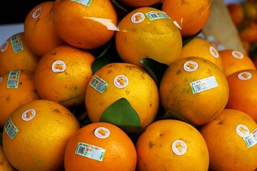 Naranja, producto estratégico de la provincia norteña de Hung Yen - ảnh 1
