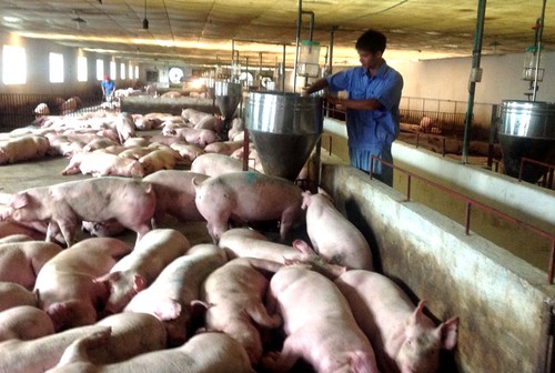 Implementan medidas para estabilizar precio de carne de cerdo - ảnh 1