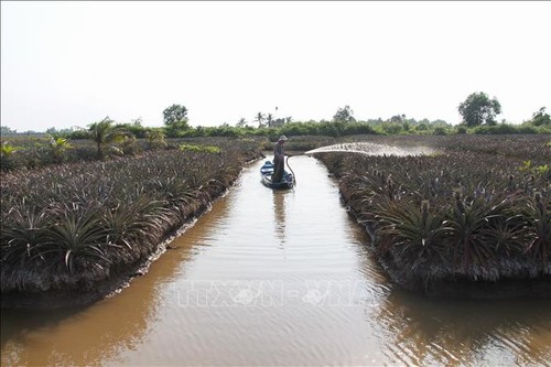 En disminución la salinización en el Delta del Mekong - ảnh 1
