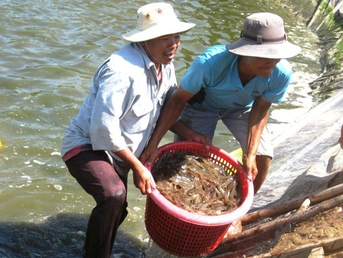 Vietnam por recuperar su mercado de exportación de camarones  - ảnh 1