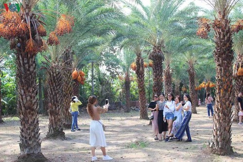 El mayor jardín de palmeras datileras en la región suroeste de Vietnam - ảnh 2