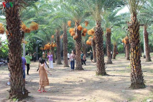 El mayor jardín de palmeras datileras en la región suroeste de Vietnam - ảnh 4
