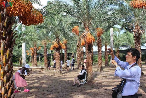 El mayor jardín de palmeras datileras en la región suroeste de Vietnam - ảnh 5
