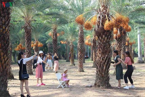 El mayor jardín de palmeras datileras en la región suroeste de Vietnam - ảnh 6