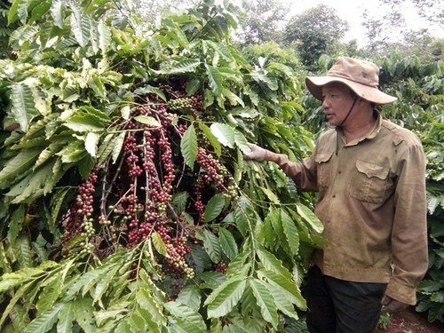Alta efectividad de la asociación público-privada en la producción sostenible de café en Dak Lak - ảnh 1