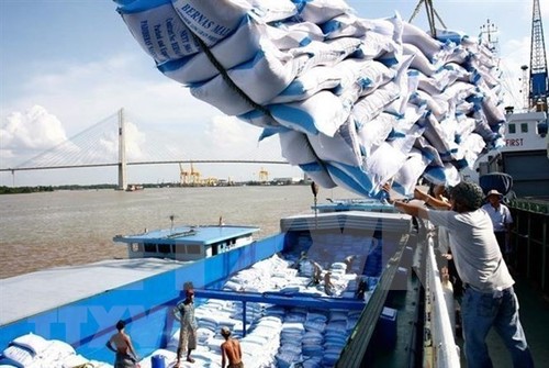 Exportaciones de arroz de Vietnam a África continúan en alza - ảnh 1