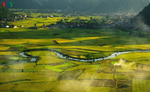Los campos de arroz de Bac Son se vuelven amarillos en temporada de cosecha - ảnh 5