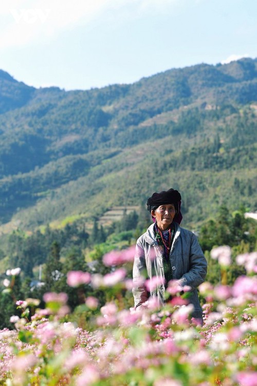 Ha Giang en temporada de flores de alforfón  - ảnh 11