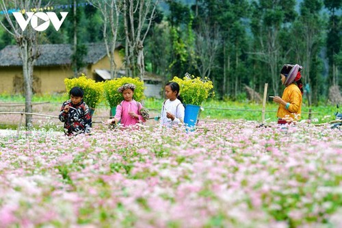 Ha Giang en temporada de flores de alforfón  - ảnh 9
