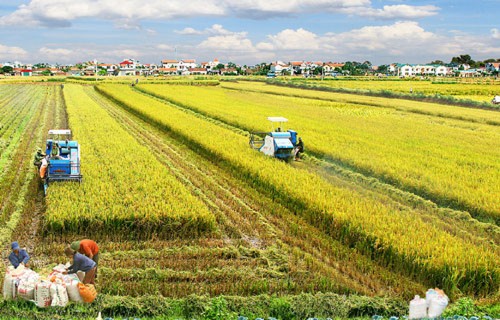 Las provincias del Delta del río Mekong reafirman el “sabor del arroz vietnamita”  - ảnh 1