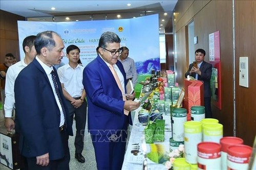 Buscan impulsar las exportaciones de té de Lai Chau - ảnh 1